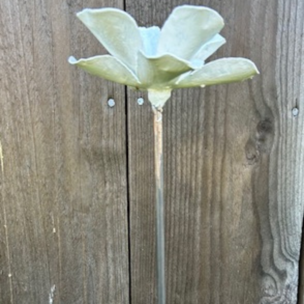 Blomma liten vit - Bild 2