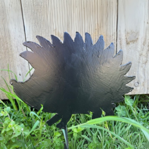 Igelkott liten svart